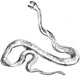 De Red Bellied Black Snake en de King Brown Snake zijn de dodelijkste slangen van Australie De Red Bellied Black Snake en de King Brown Snake zijn de gevaarlijkste slangen van Australie