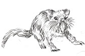 De tasmanian devil
