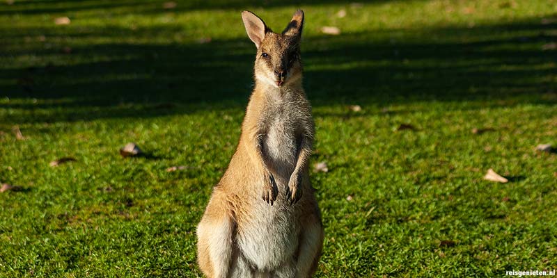 Wallaby