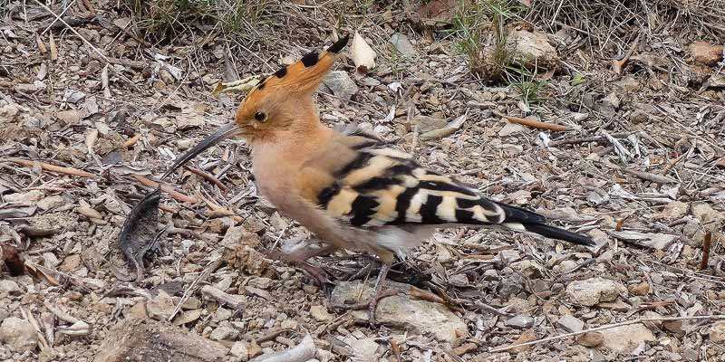 Vogeltje in Barcelona