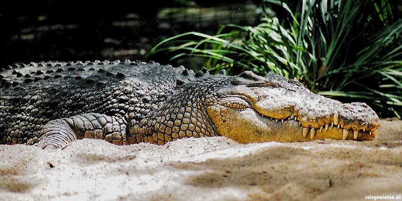 Een zoutwaterkrokodil warmt op in de zon