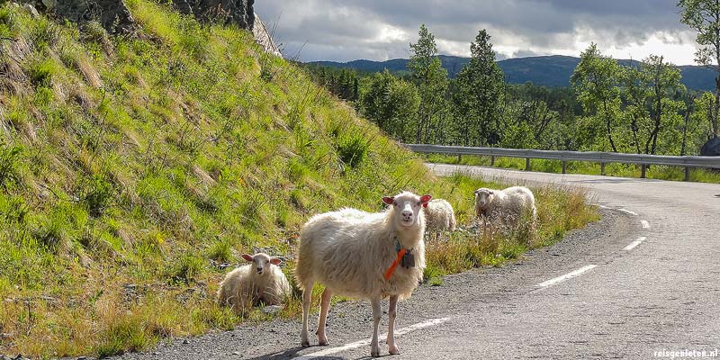 Opeens loopt er een groepje schapen over de weg in Noorwegen
