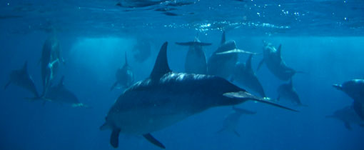 En opeens zwem je tussen de dolfijnen... De mooiste duikbestemmingen ter wereld