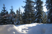 Sneeuw in Oostenrijk