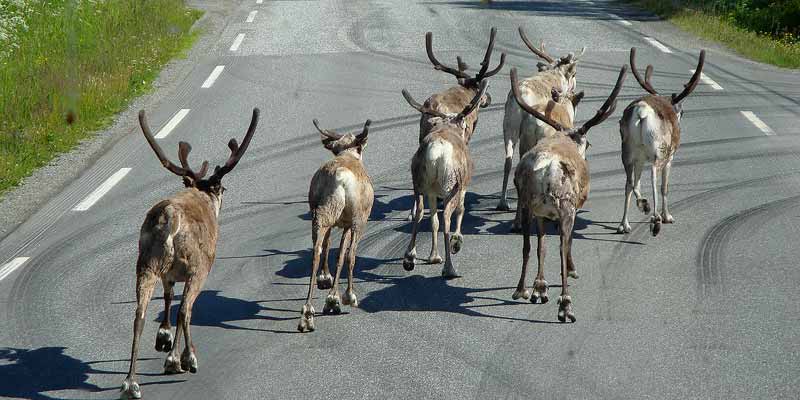 Rendieren op de weg in Noord-Zweden